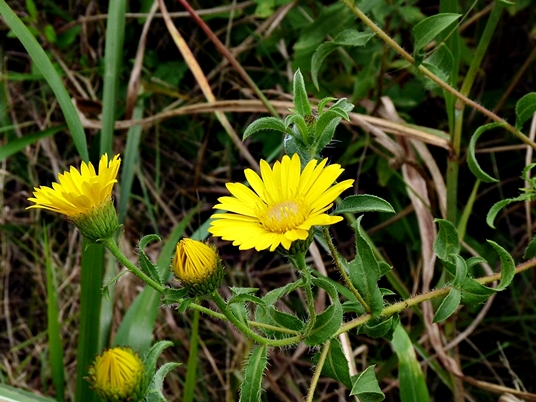 {Heterotheca camporum var. glandulissima}